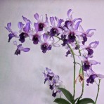 Dendrobium Serene Chang 